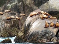 Sea Lions
